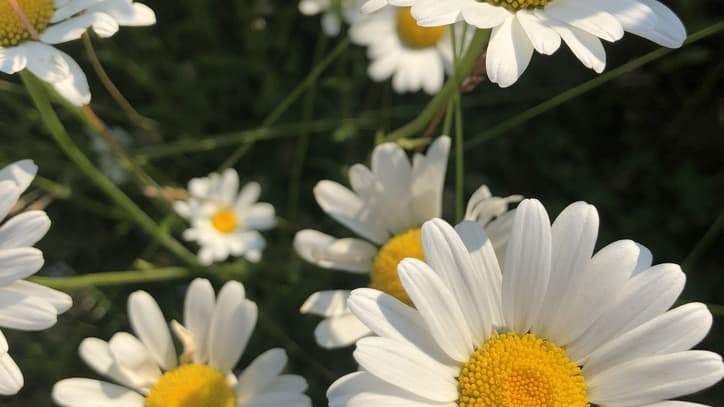 Trevlig sommar